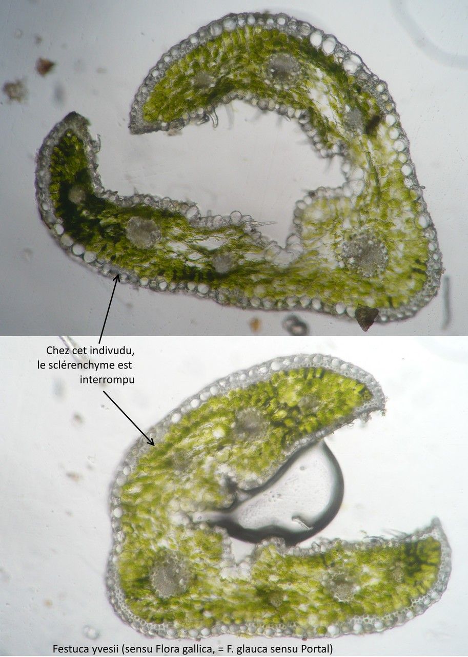 Festuca durissima other