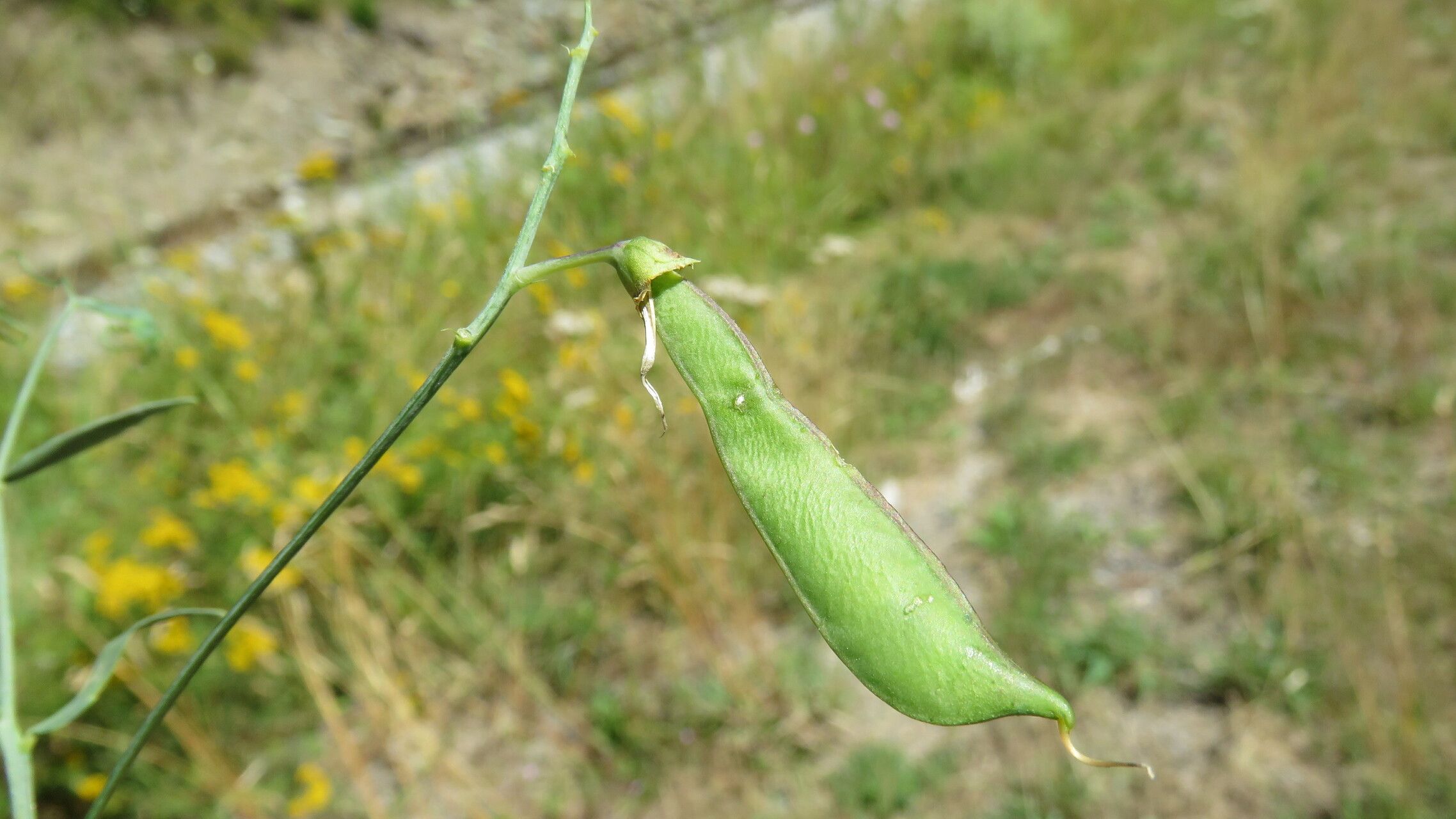 Lathyrus cirrhosus fruit
