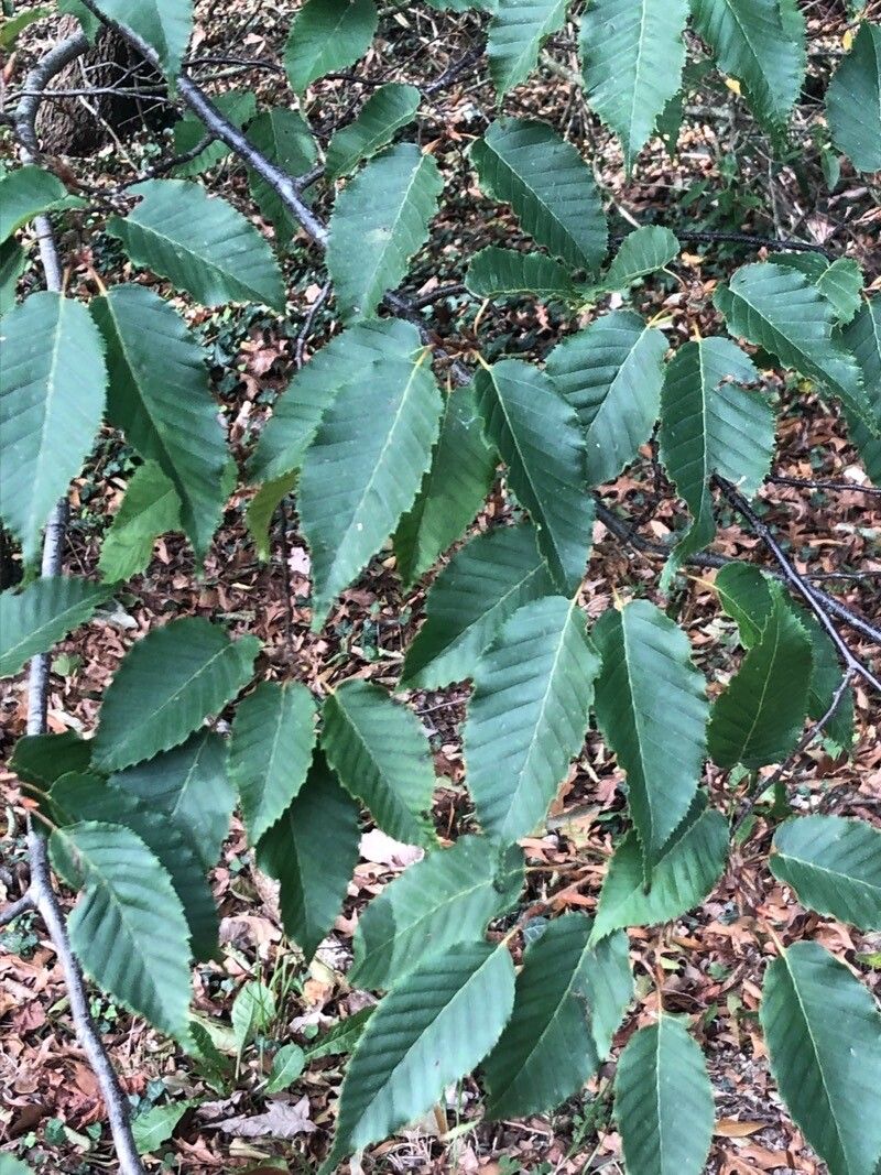 Carpinus tschonoskii — search result for 'Carpinus'