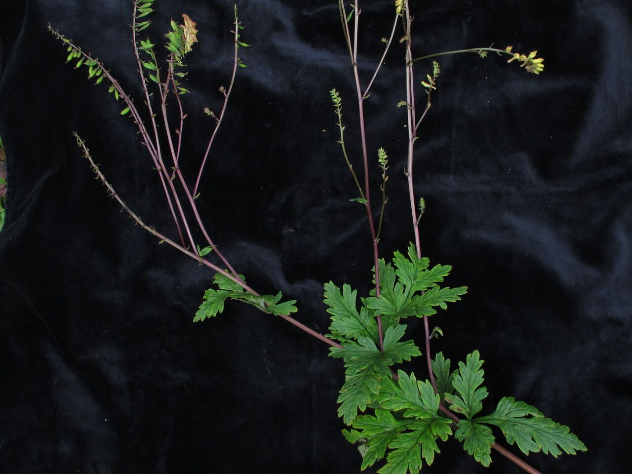 Corydalis chaerophylla habit