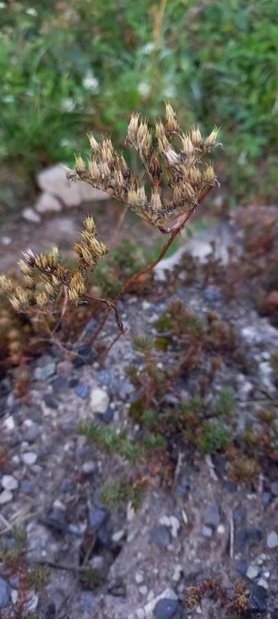 Sedum ochroleucum fruit