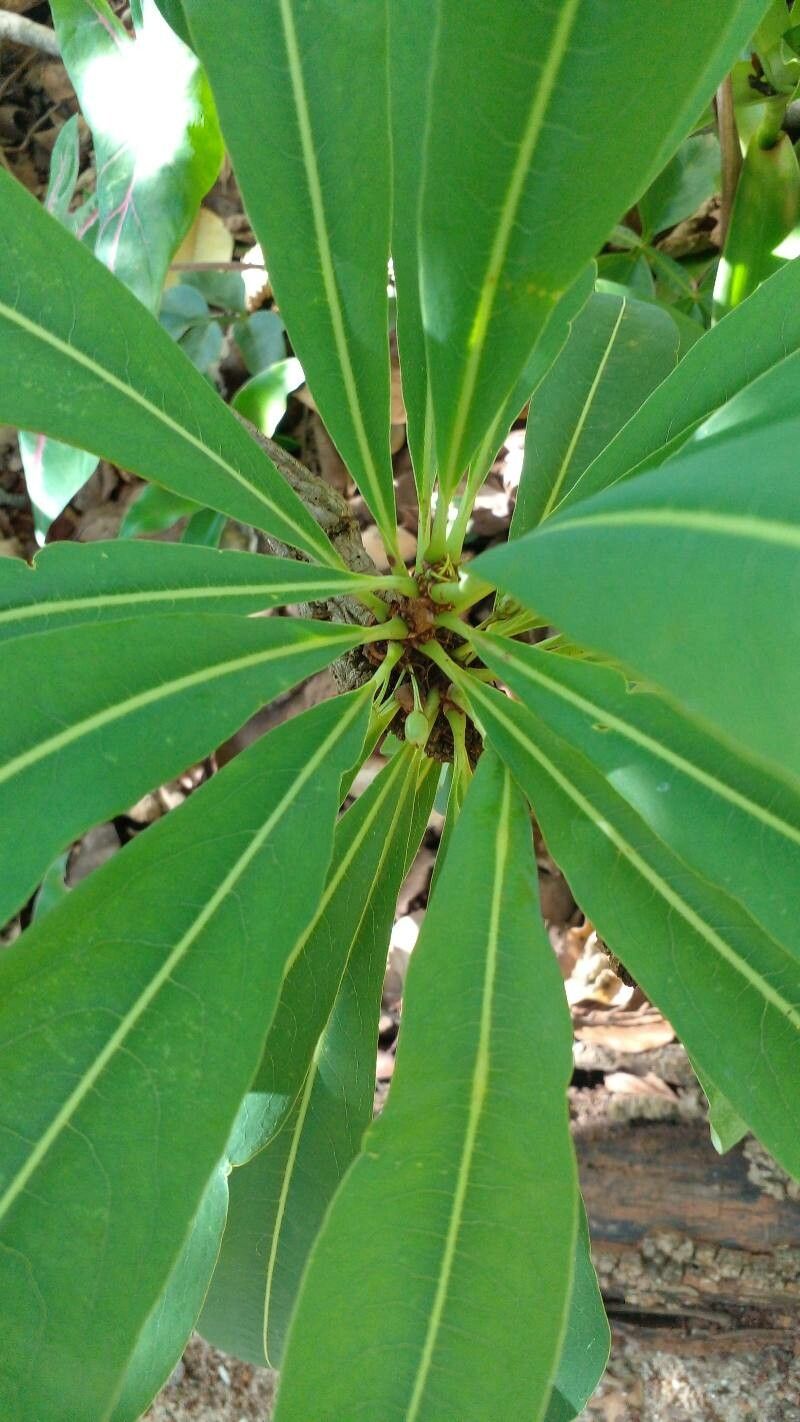Erythroxylum tortuosum fruit