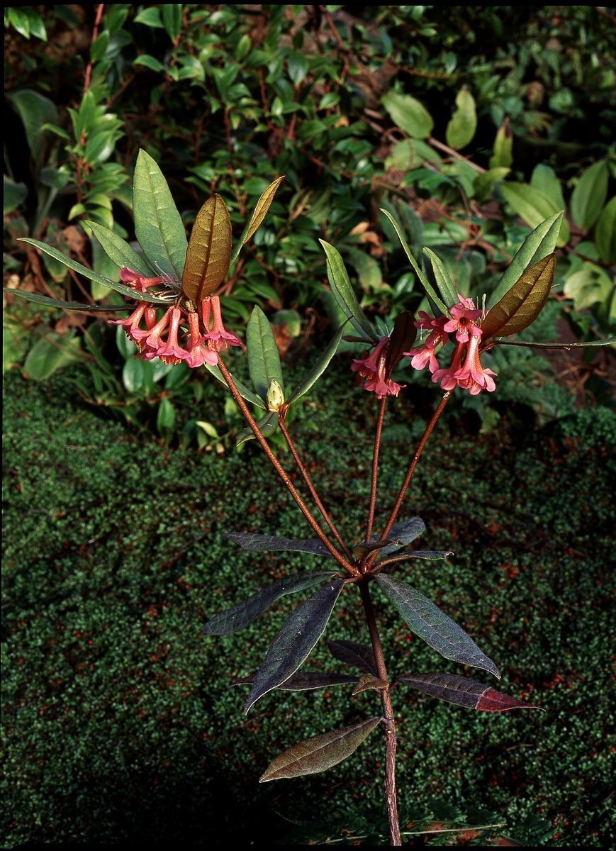 Rhododendron malayanum habit