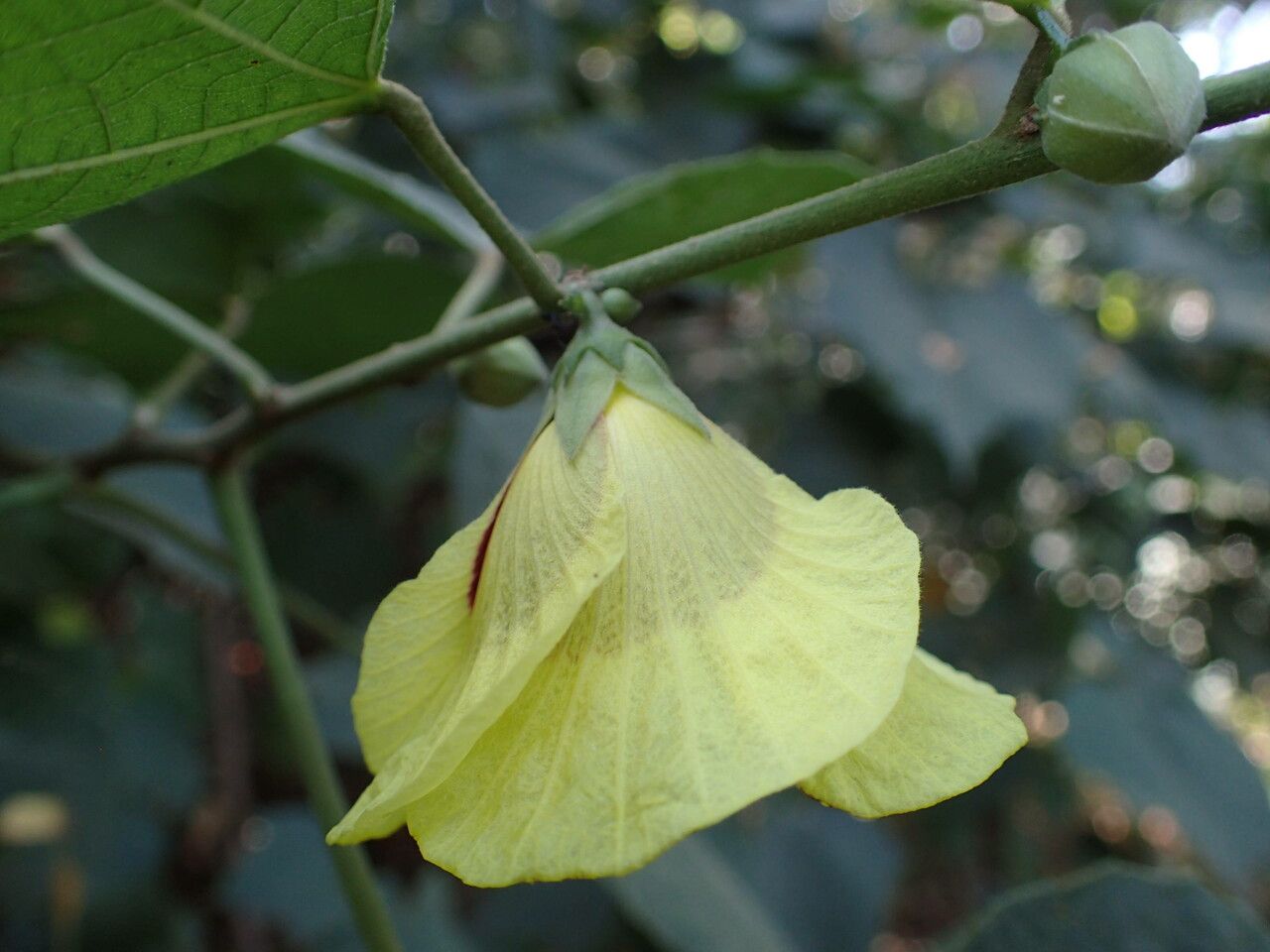 Hibiscus sterculiifolius flower