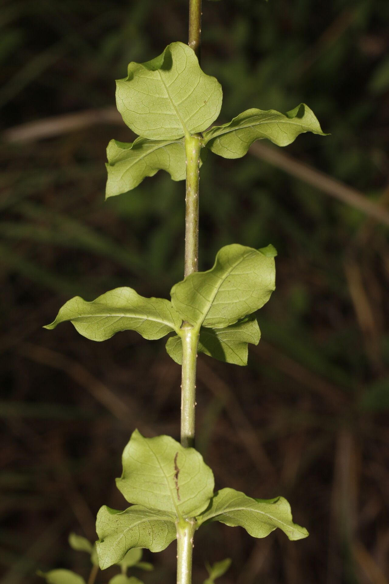 Rauvolfia ligustrina leaf