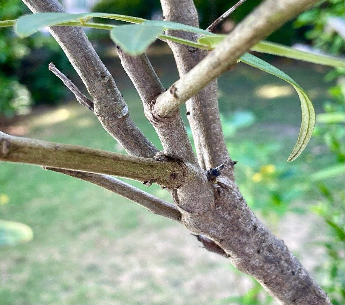 Senna ligustrina bark