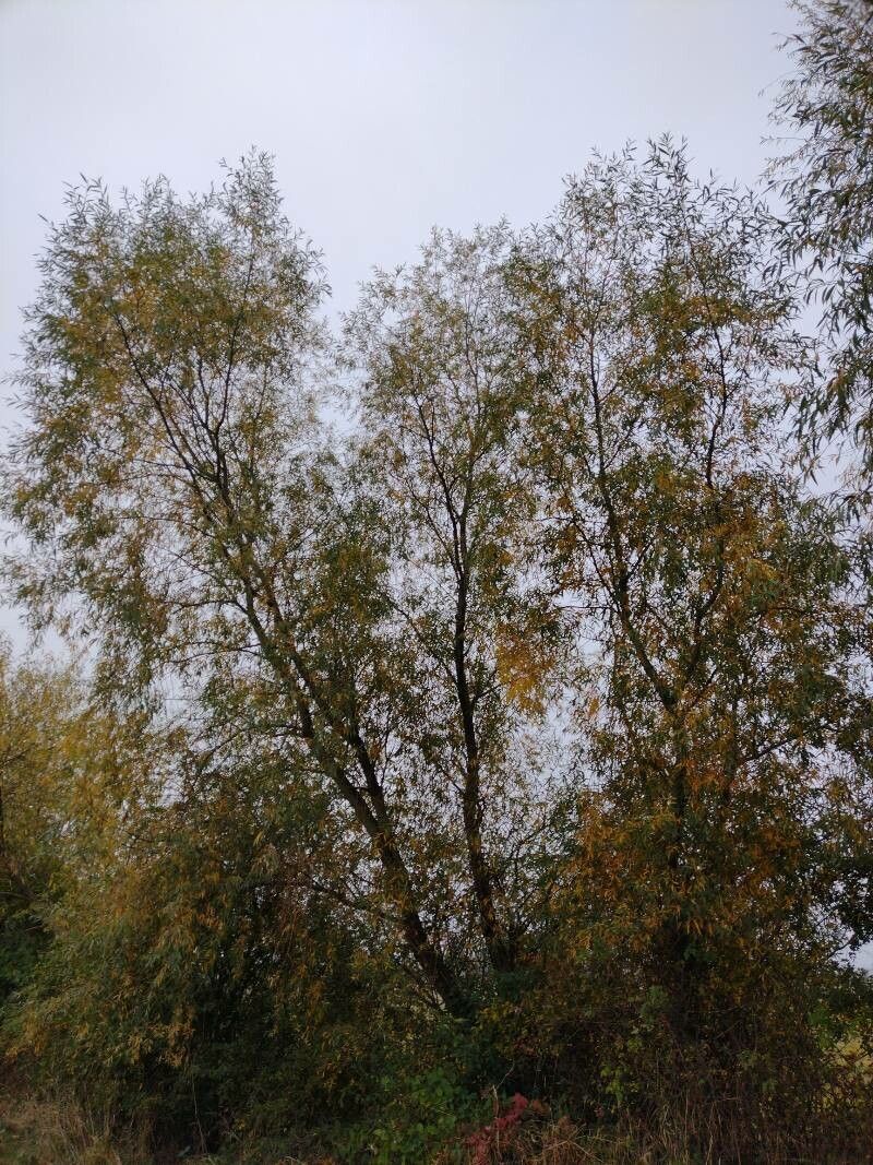 Salix x rubens habit