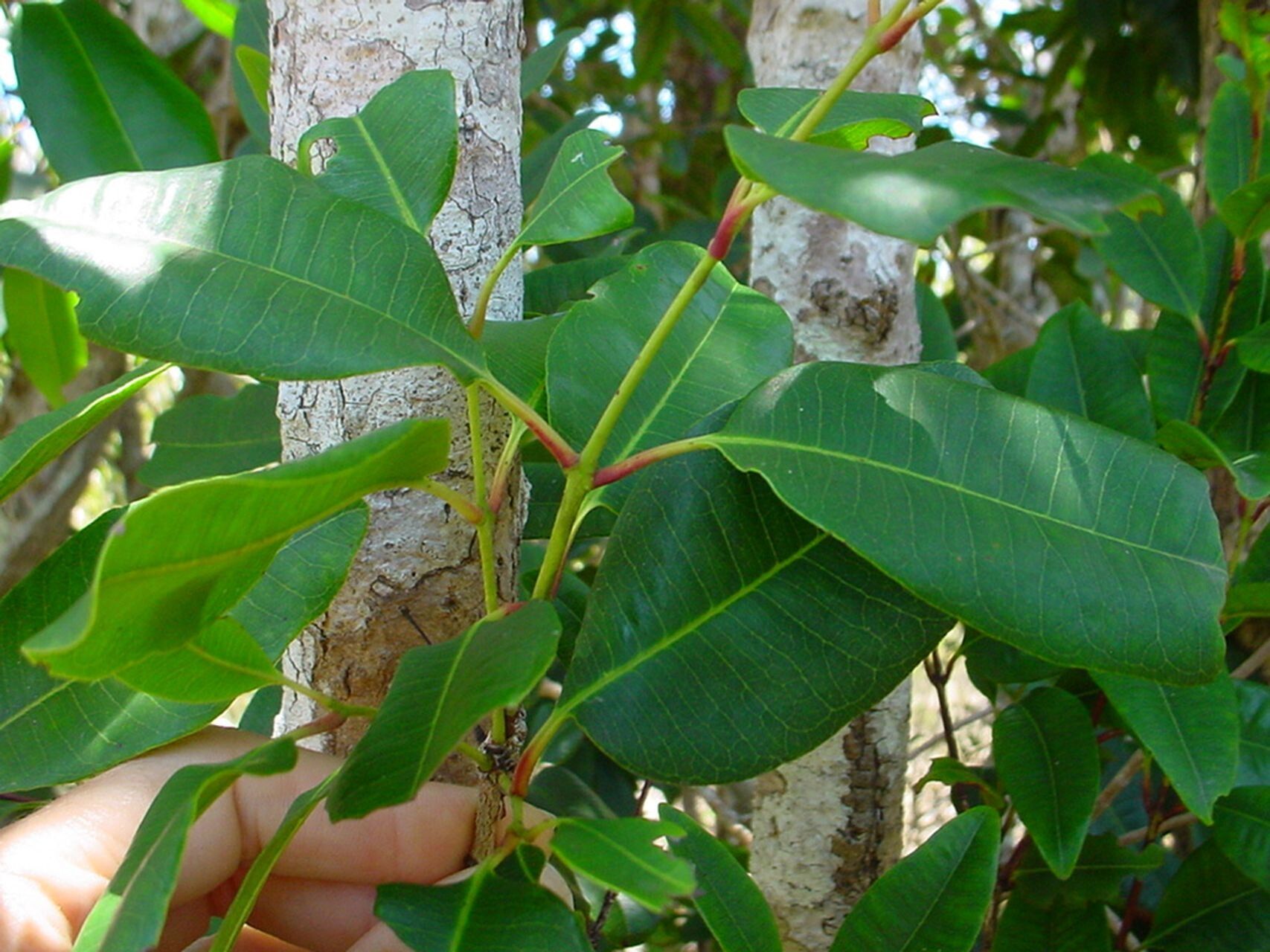 Syzygium poyanum bark