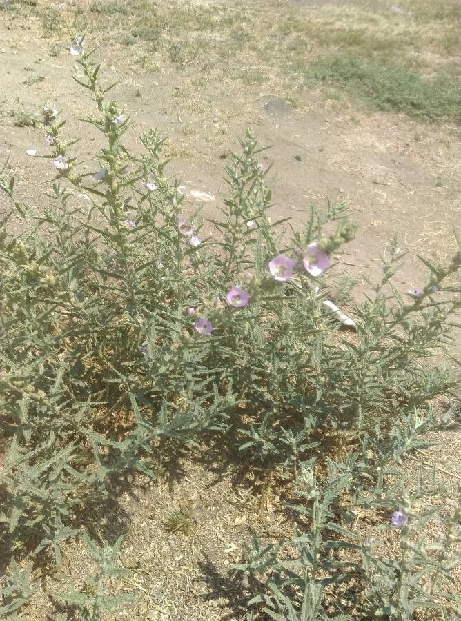 Sphaeralcea hastulata — houseplant care guide