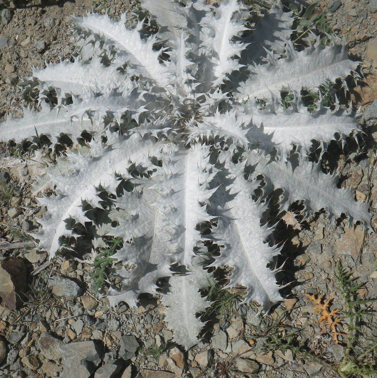 Onopordum bracteatum leaf