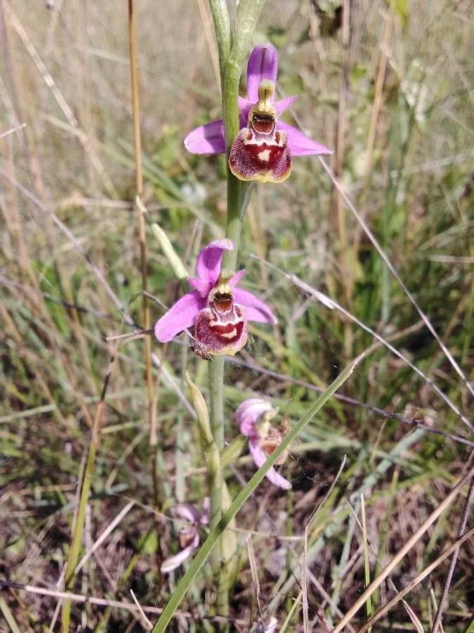 Ophrys scolopax flower