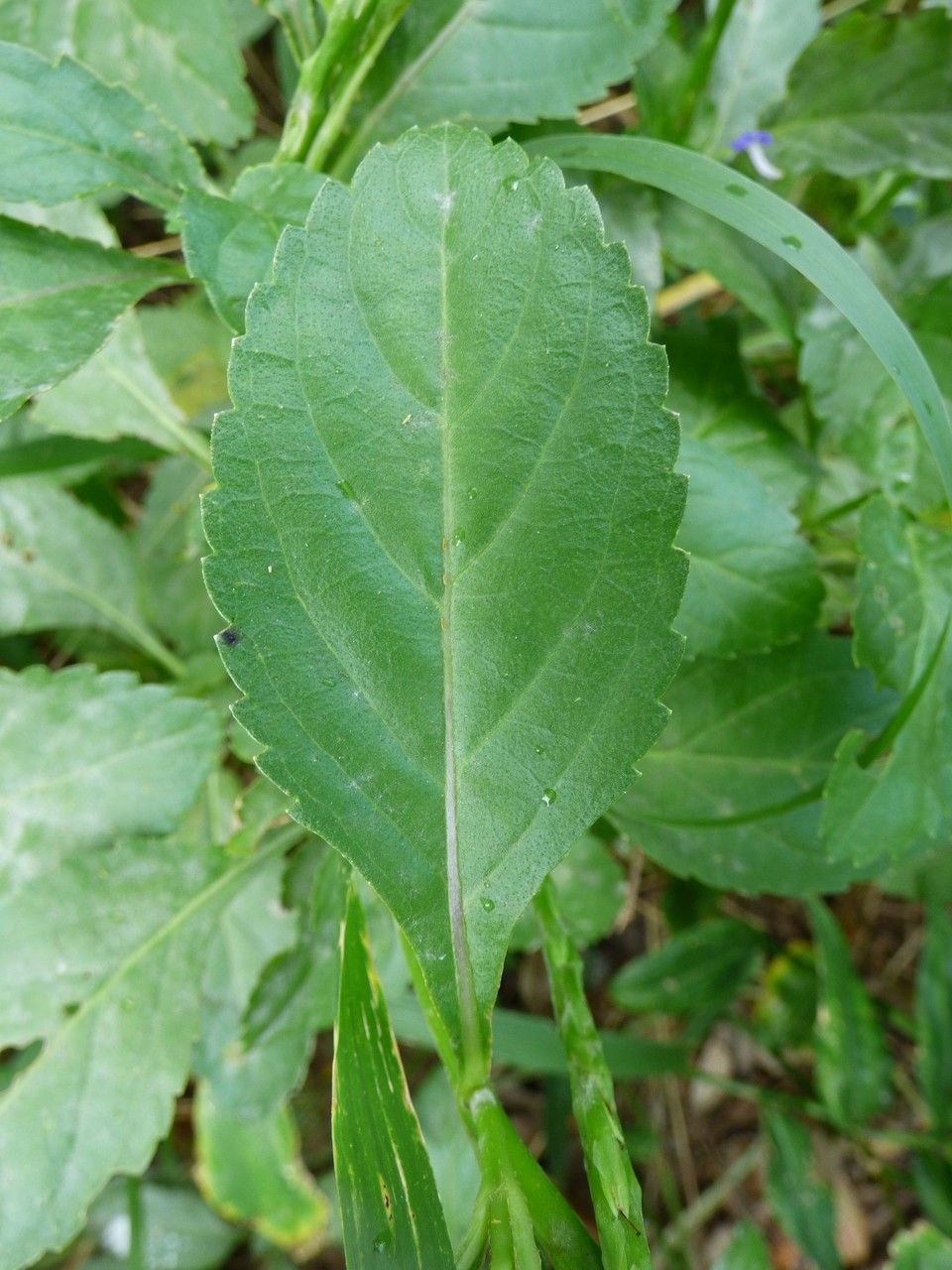 Stachytarpheta urticifolia — search result for 'Venezuela'