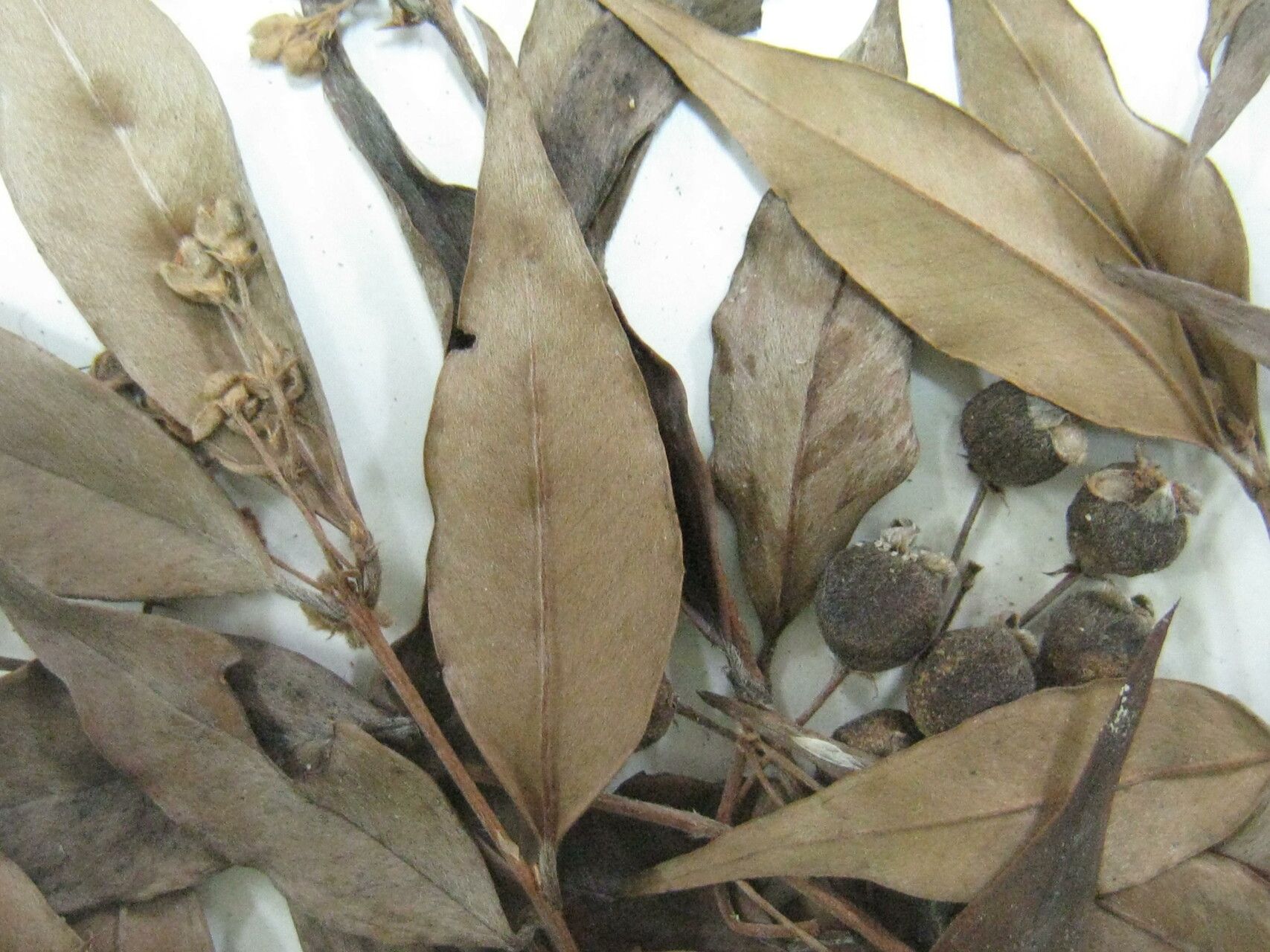 Eugenia biflora other