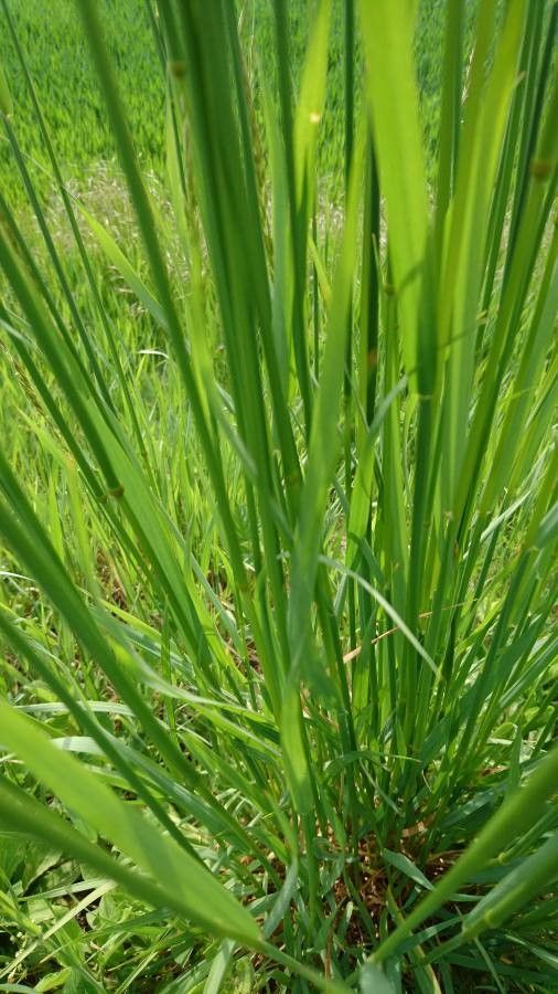 Koeleria macrantha leaf