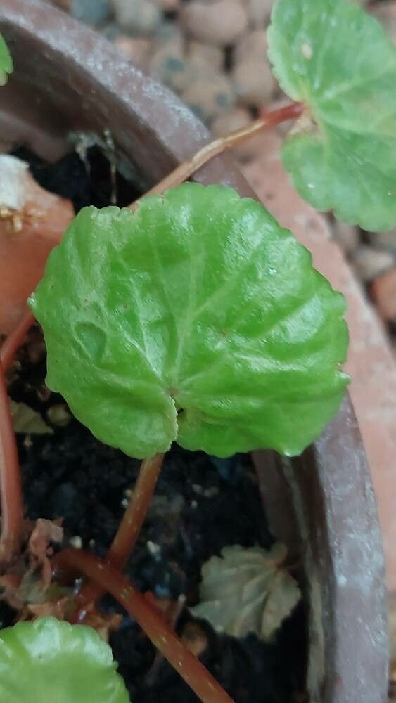 Begonia rotundifolia leaf