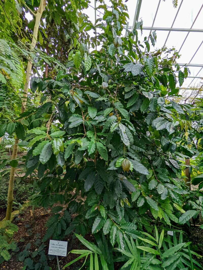 Coffea stenophylla habit