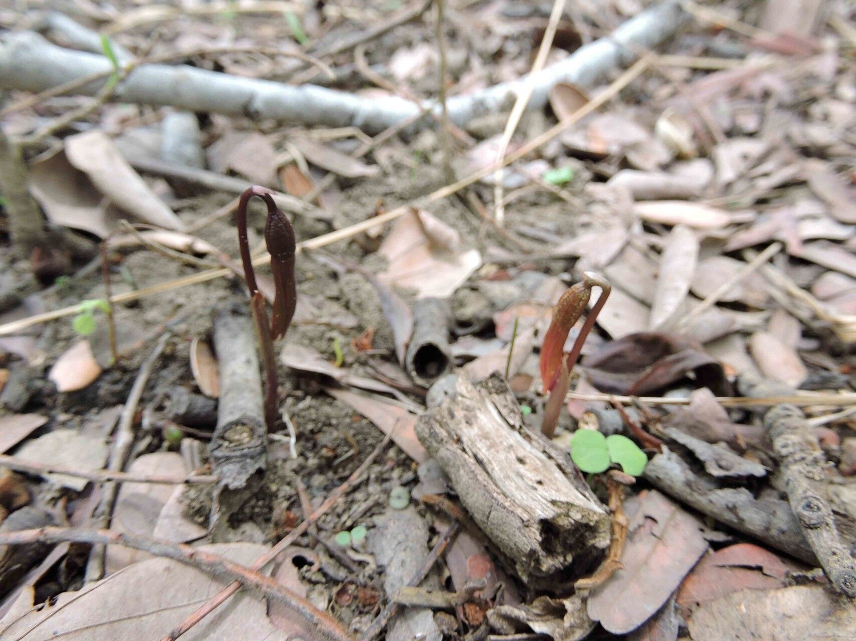 Nervilia adolphi habit