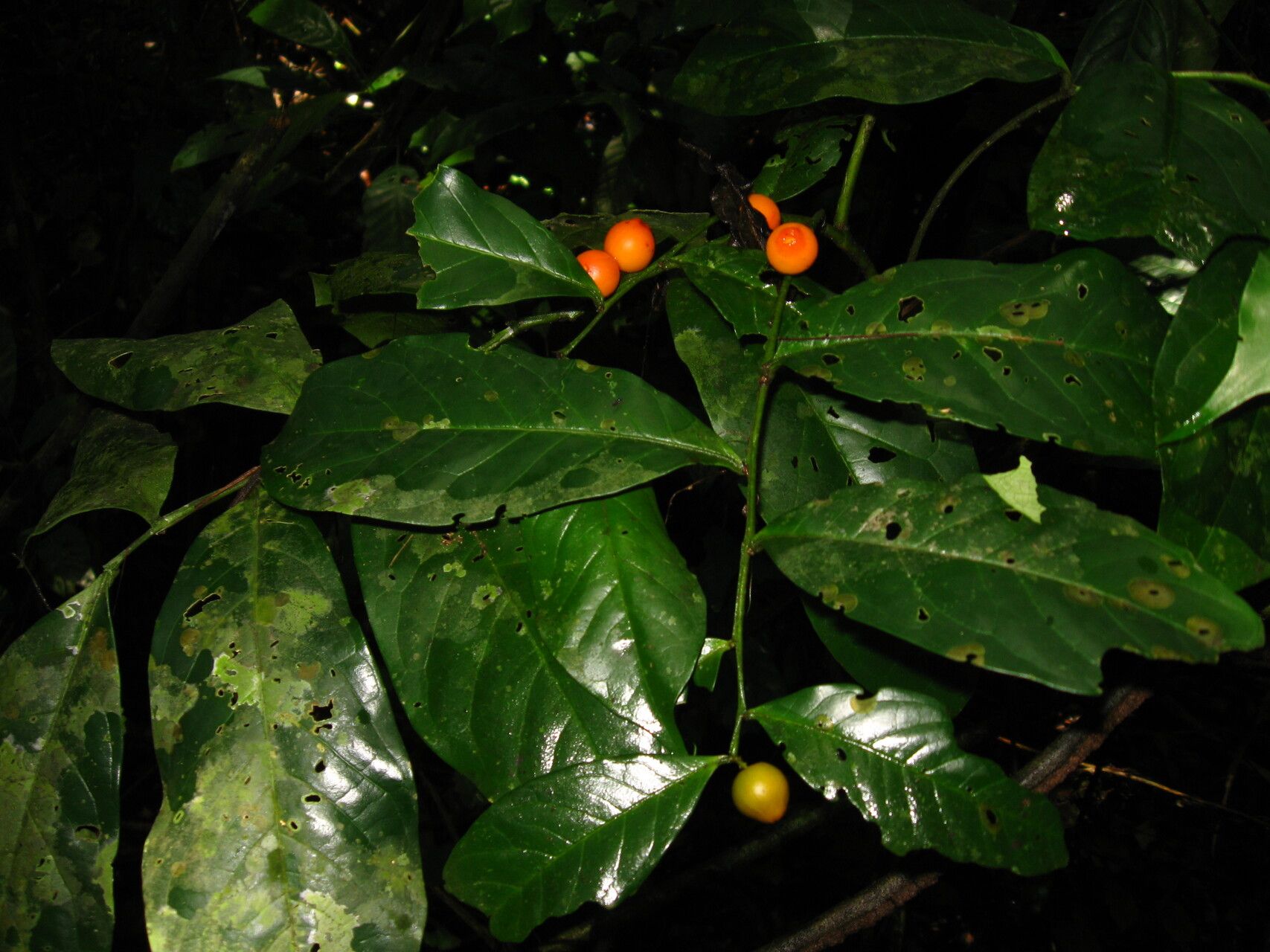 Olax latifolia habit