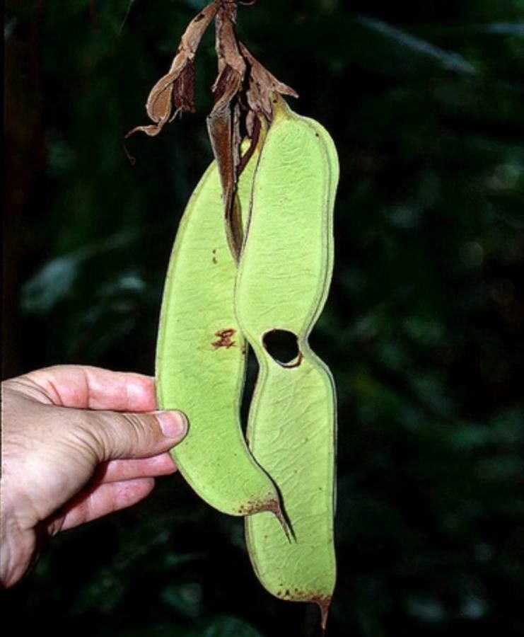 Brownea grandiceps fruit