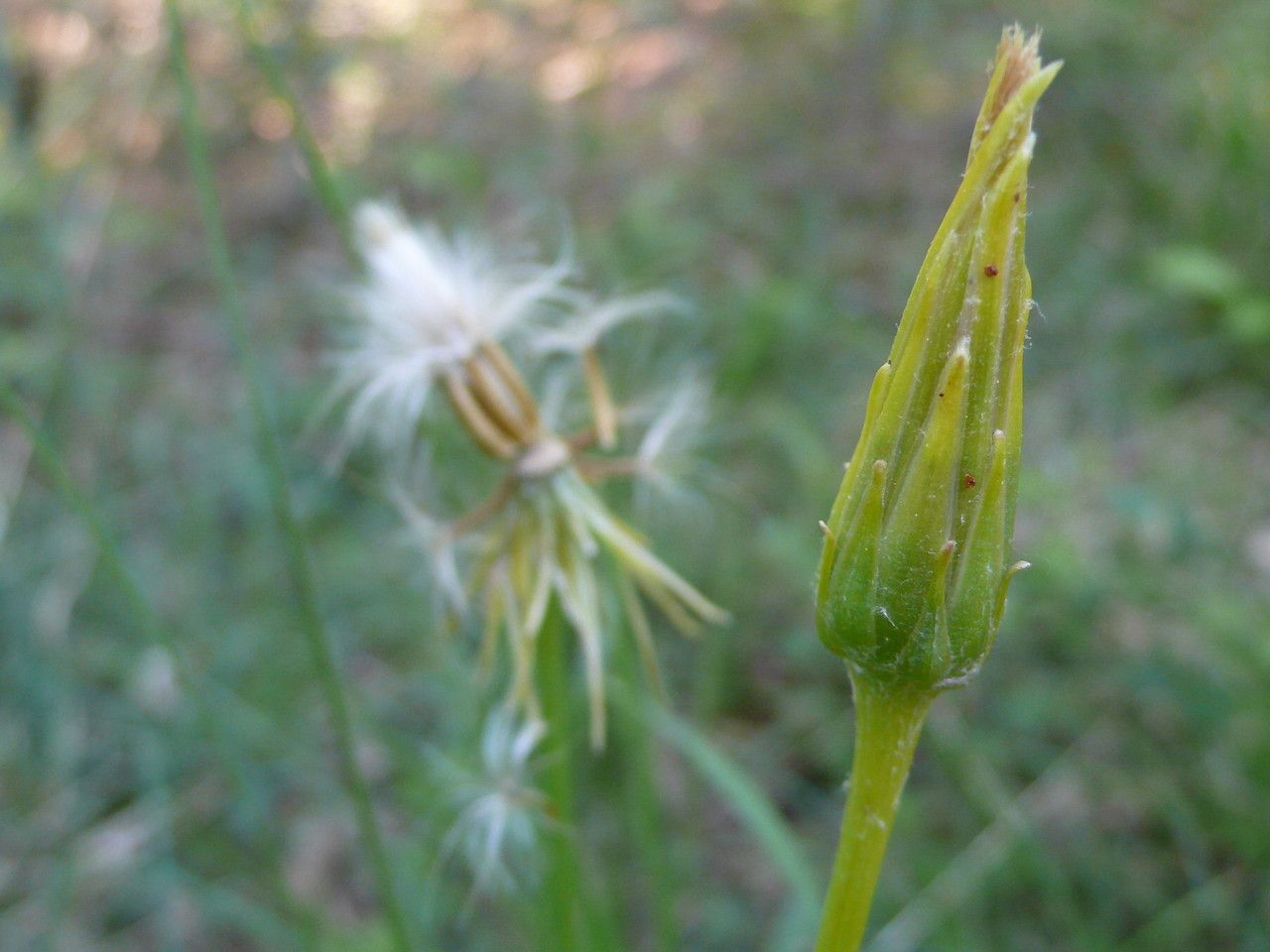 Scorzonera humilis fruit