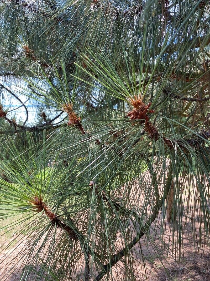 Pinus coulteri leaf