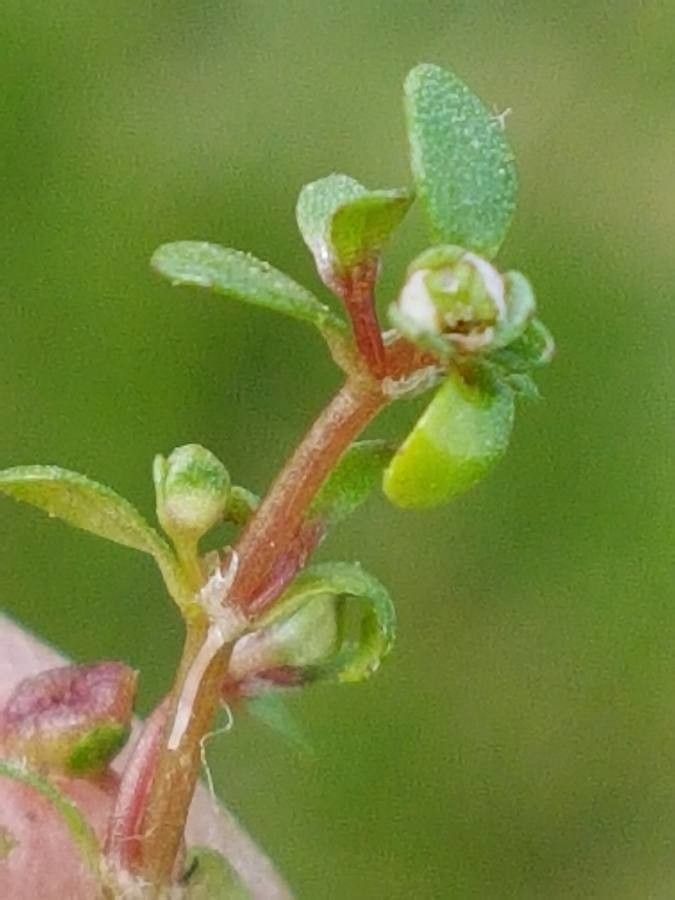 Elatine triandra flower