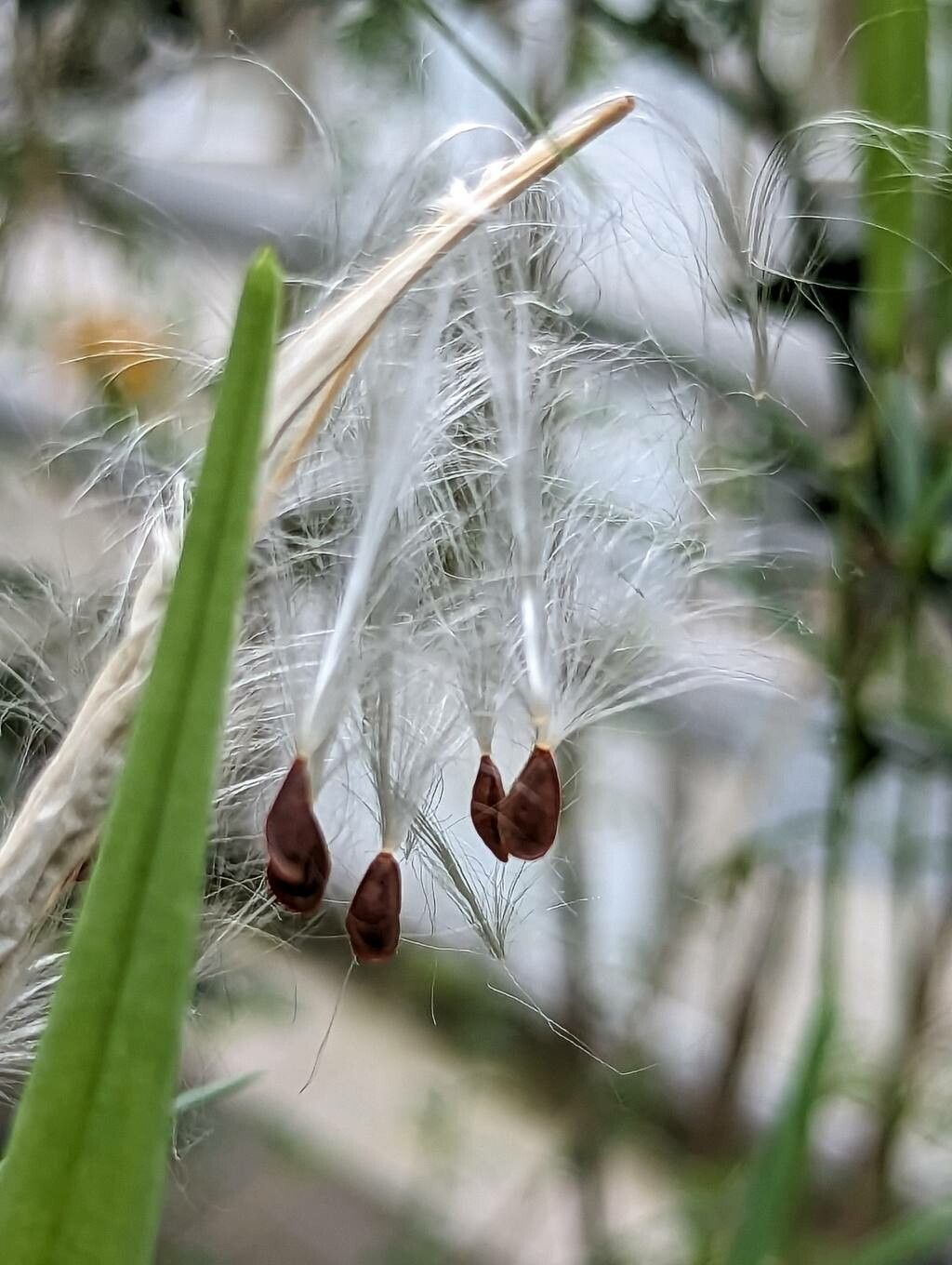 Asclepias angustifolia fruit