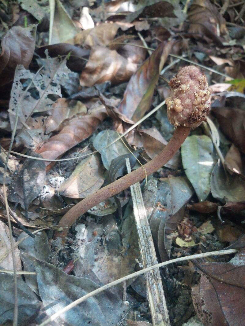 Helosis cayennensis flower