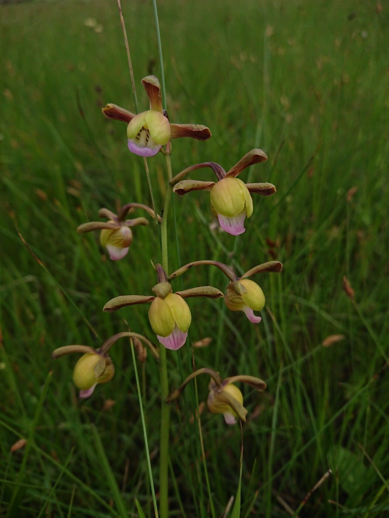 Eulophia coeloglossa — houseplant care guide