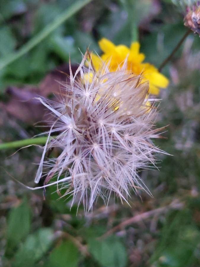 Hypochaeris radicata fruit