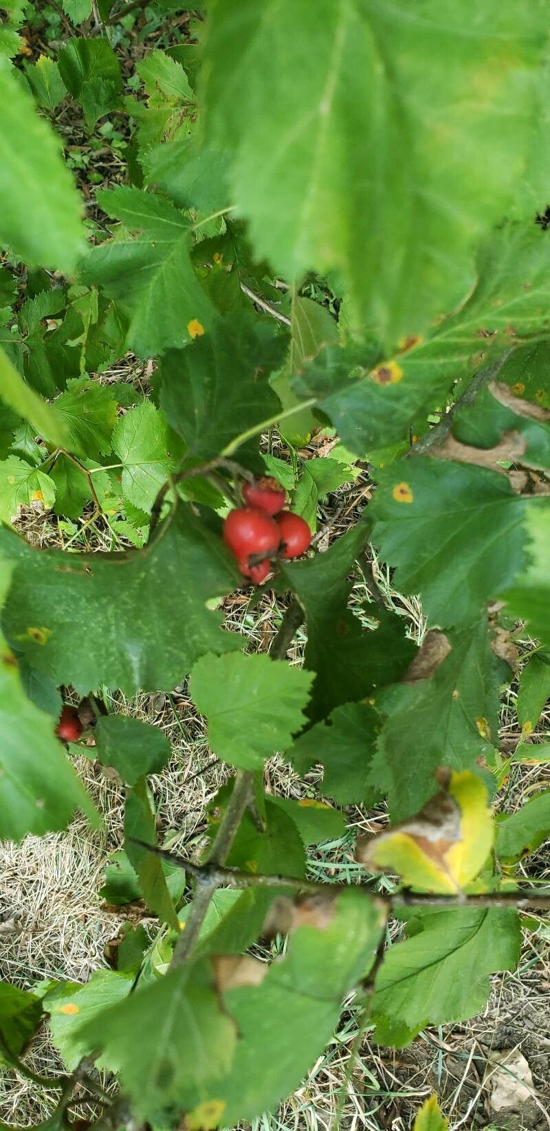 Crataegus mollis fruit