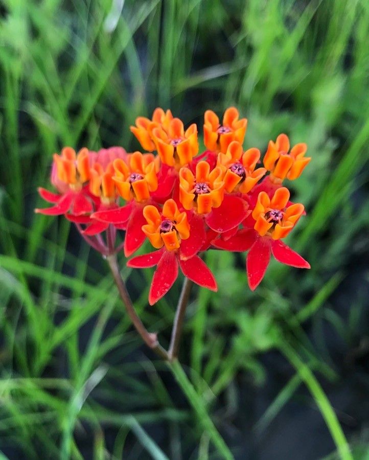 Asclepias lanceolata — search result for 'Asclepias'