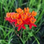 Asclepias lanceolata