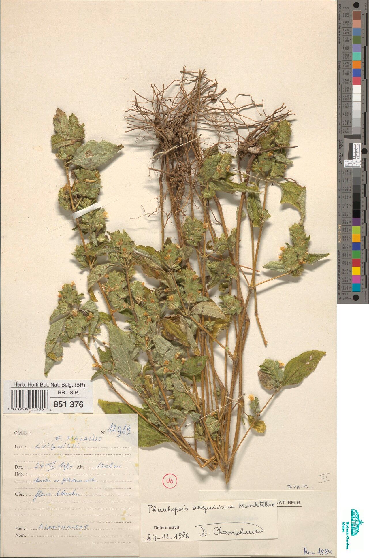 Phaulopsis aequivoca — related species from the same genus