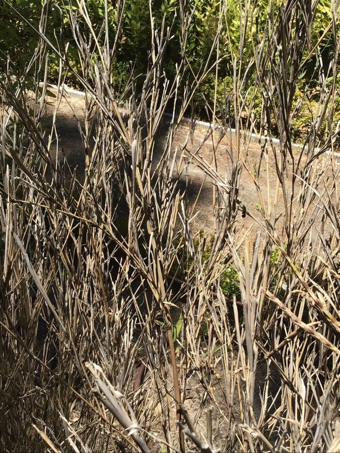 Pleioblastus gramineus bark