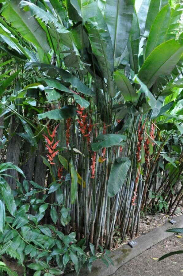 Heliconia pendula habit