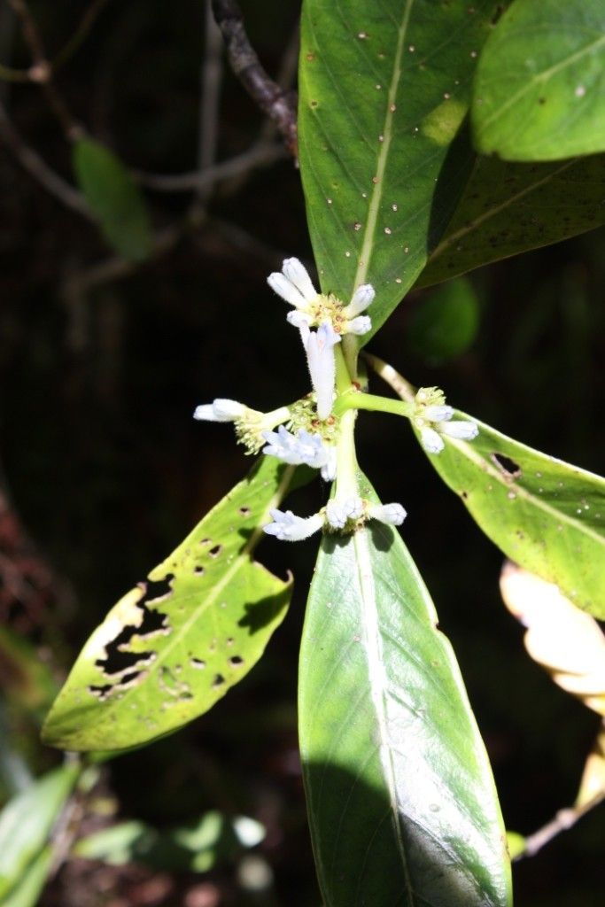 Psychotria saltiensis habit