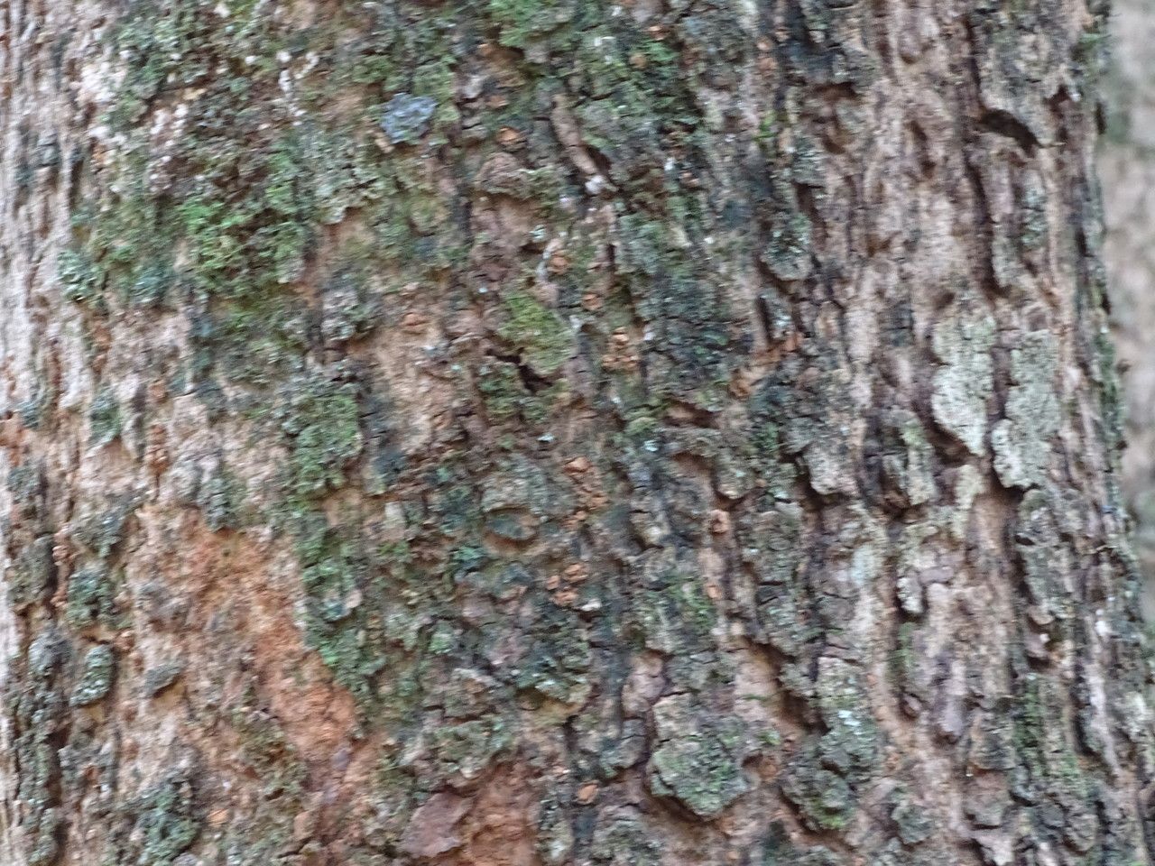 Warburgia ugandensis bark