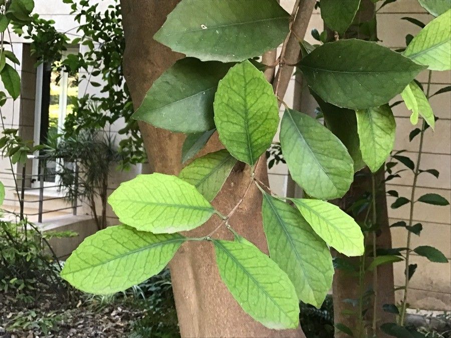 Cassine australis — search result for 'Celastraceae'