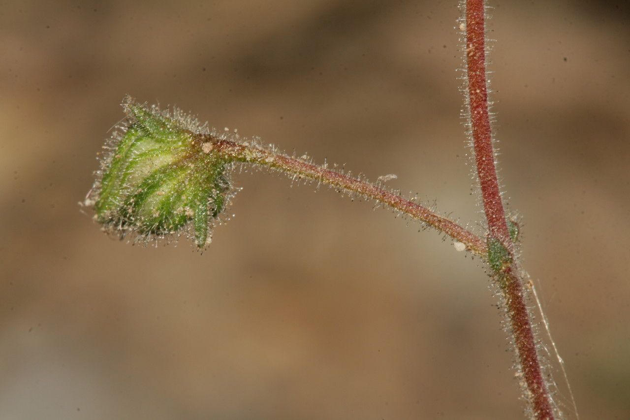 Fumana viridis fruit