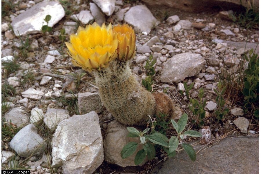 Echinocereus dasyacanthus flower