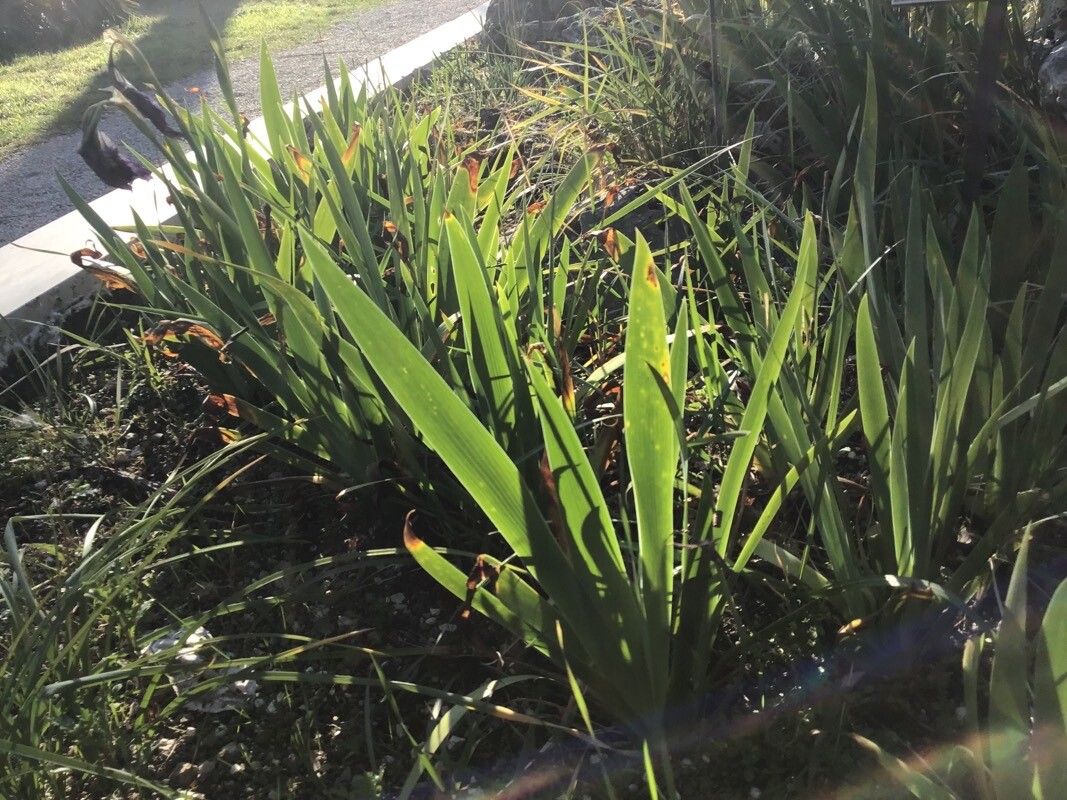 Iris setina — houseplant care guide