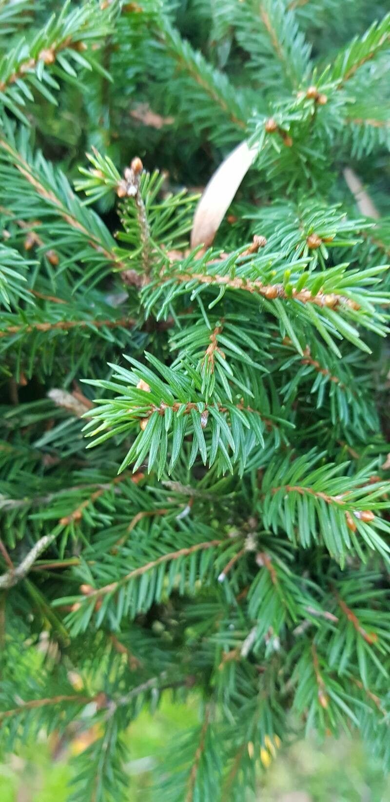 Picea × albertiana leaf