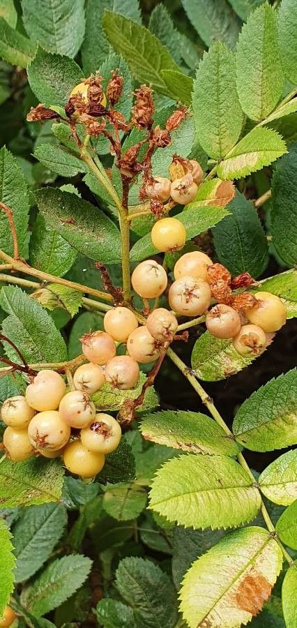 Sorbus californica flower