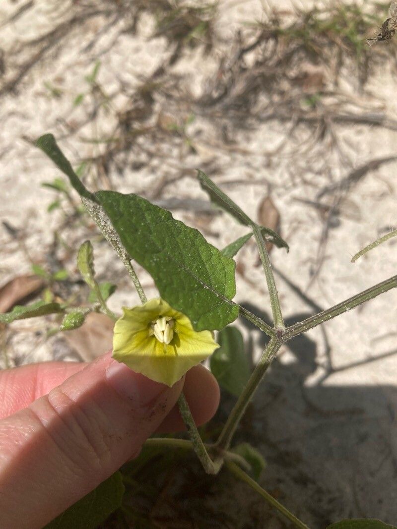 Physalis arenicola flower