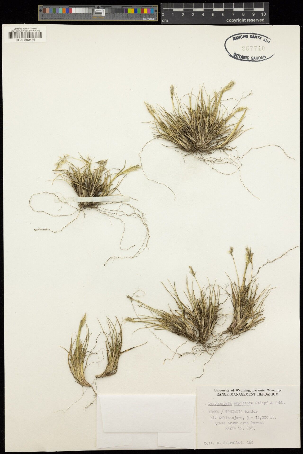 Deschampsia angusta — related species from the same genus