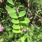 Robinia hispida