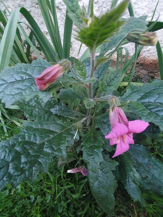 Rehmannia elata habit