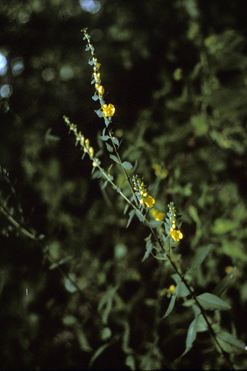 Aureolaria levigata habit