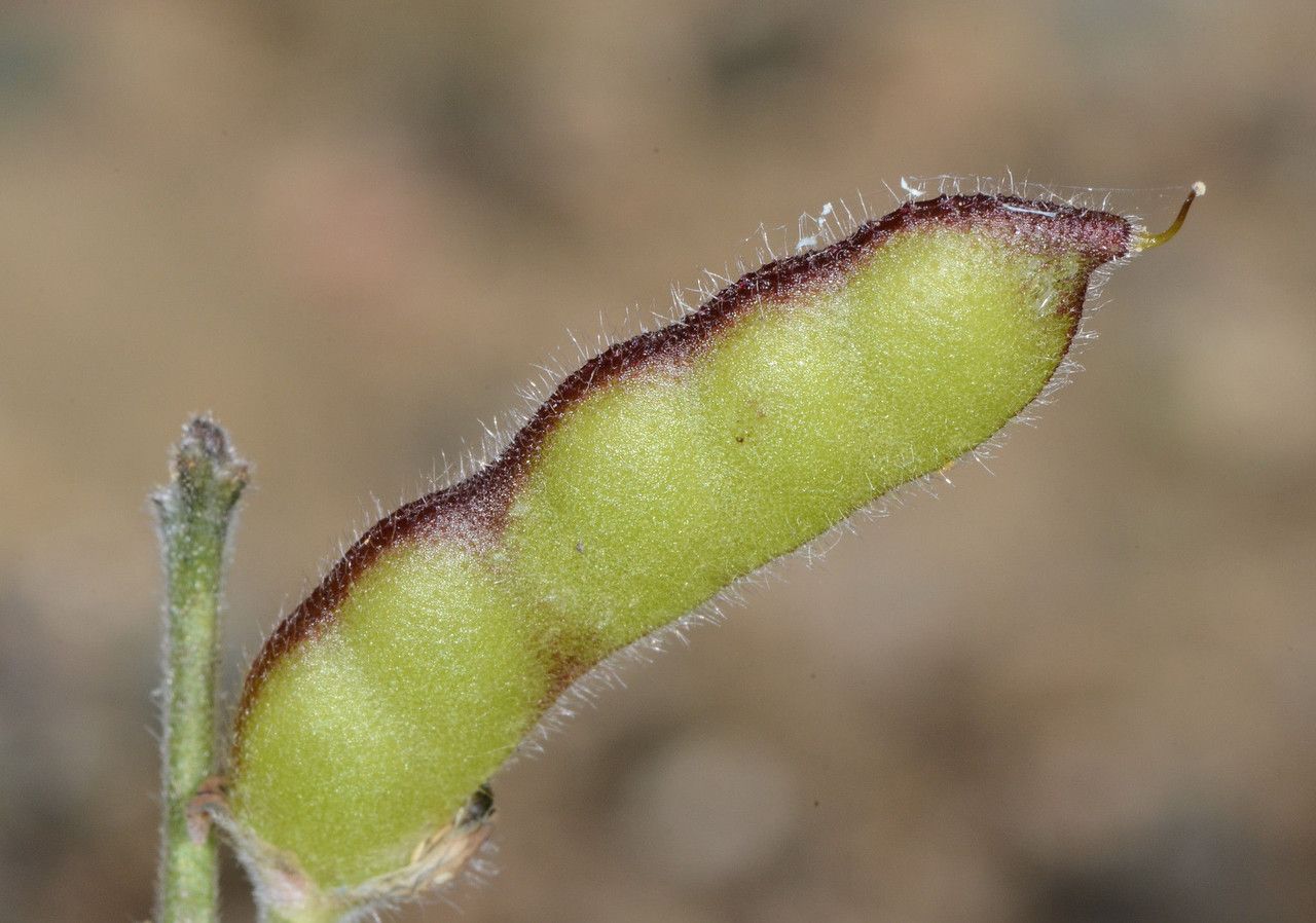Lupinus bicolor fruit